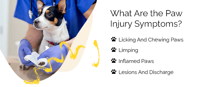 dog paw injury symptoms