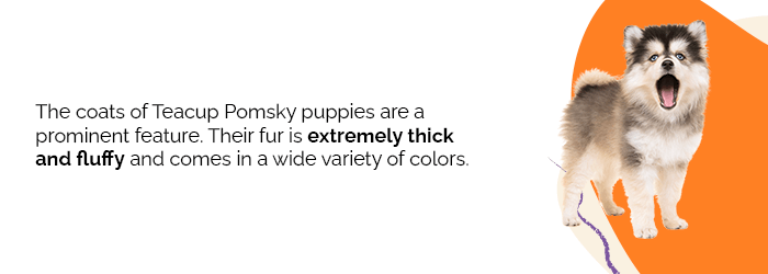 what does a teacup pomsky look like