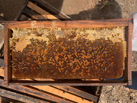 La cera de abeja – Botanical-online
