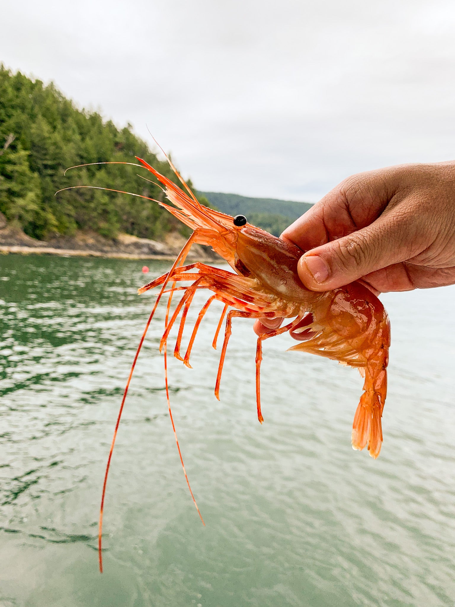 All You Need To Know About Wild Caught Bc Spot Prawns Botan Ebi