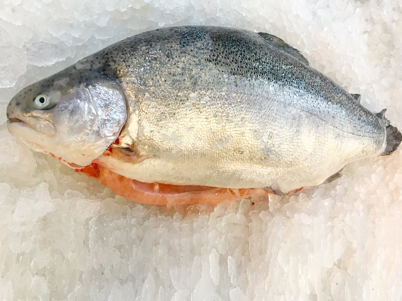 Whole Norwegian Ocean Trout (about 3.5kg) – Dishthefish