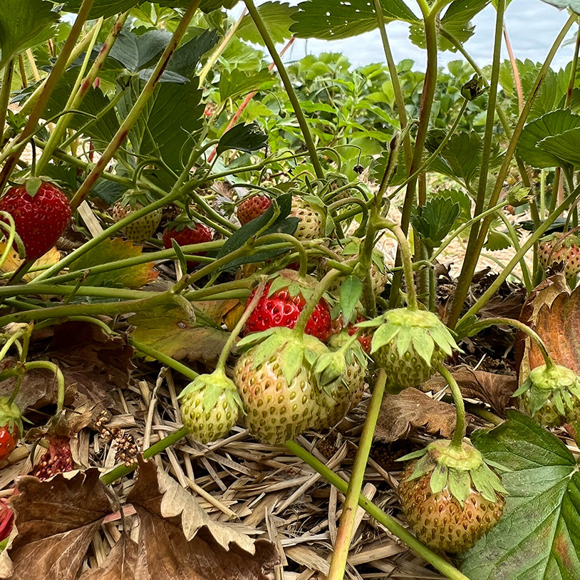 ohio strawberries