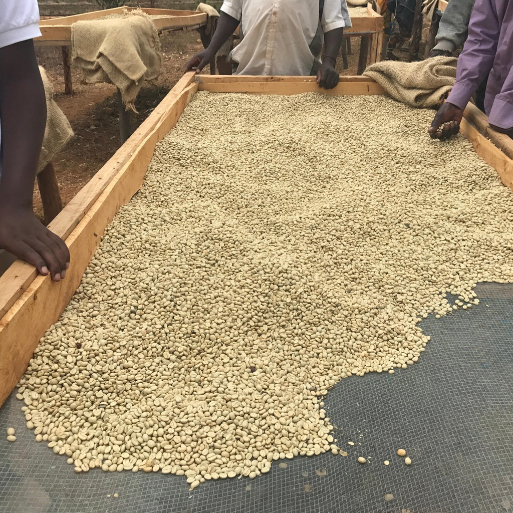 Magwila Smallholders Tanzania Mbozi | Nero Scuro Specialty Coffees