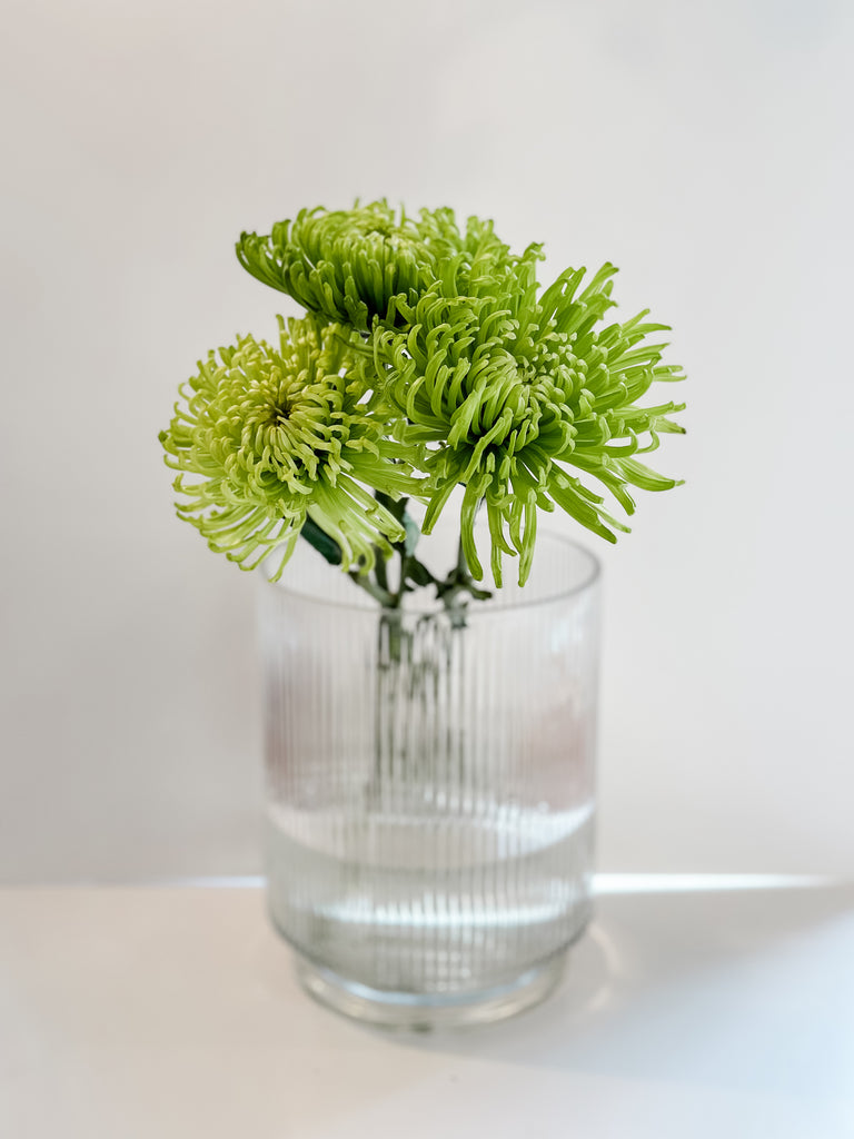 Elegant green spider mums arranged in a clear glass vase, a simple yet stylish DIY decor from budget-friendly farmers market flowers.