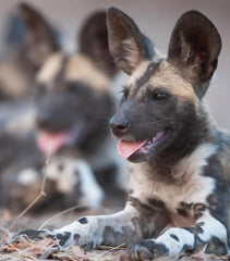 African Wild dog - Critically Endangered