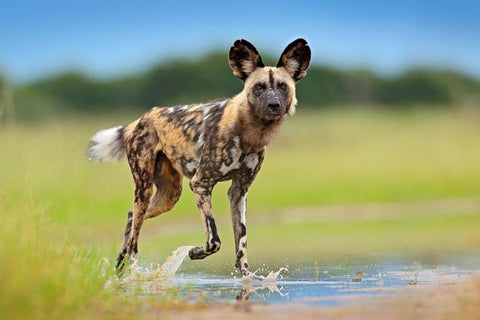 The Beauty Of The African Wild Dog - National Geographic