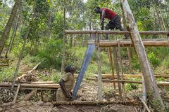 Deforestation Causing Pangolin De-population