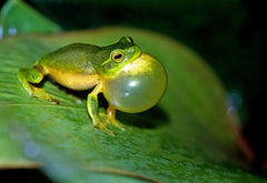 Frog Blog - World Frog Day
