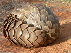 Pangolin Rolled Into A Ball When Threatened