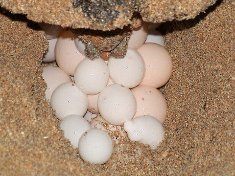 Hawksbill Sea Turtle Nesting It's Eggs