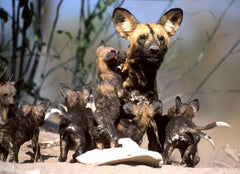 African Wild Dog With Pups