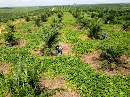 Palm Oil Farming