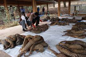 Confiscated Pangolins Being Inspected