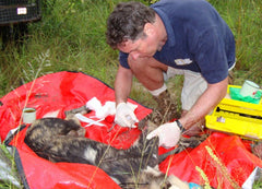 African wild Dog Being Treated By Vet