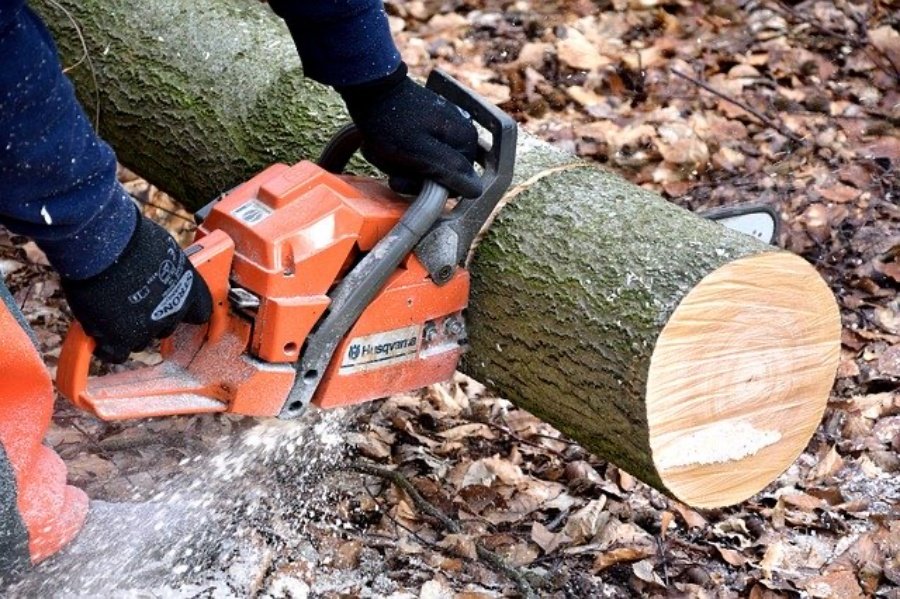 Cutting timber