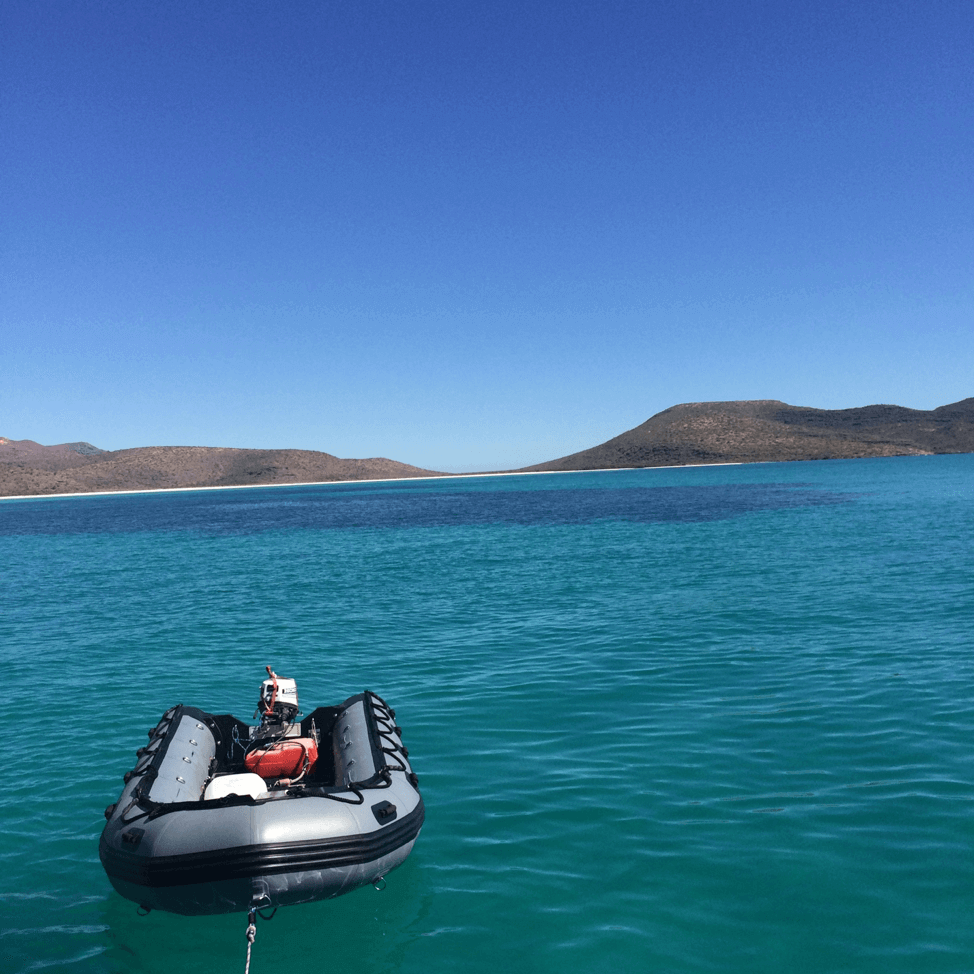 <pic during an ocean expedition in the Gulf of California, Baja California Sur>.