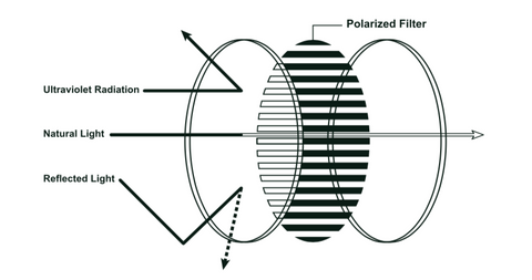 How Polarized Lenses Work