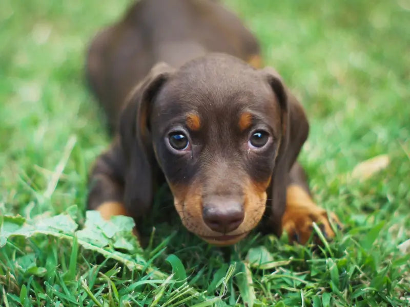 anxious puppy