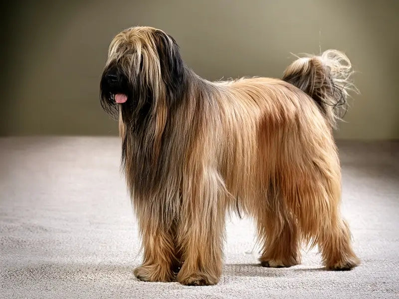 A tan Briard dog standing indoors