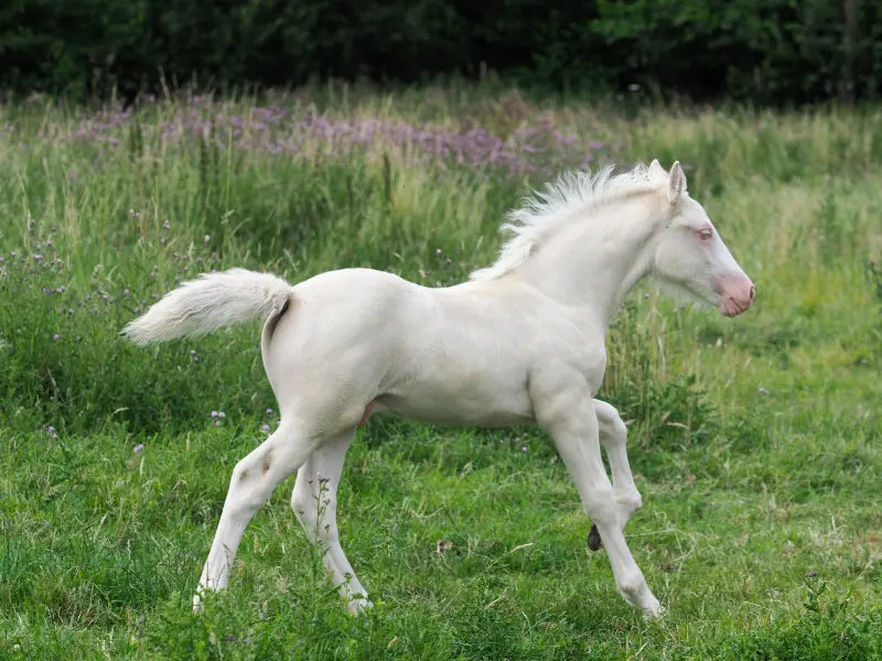 Cremello Horse galloping