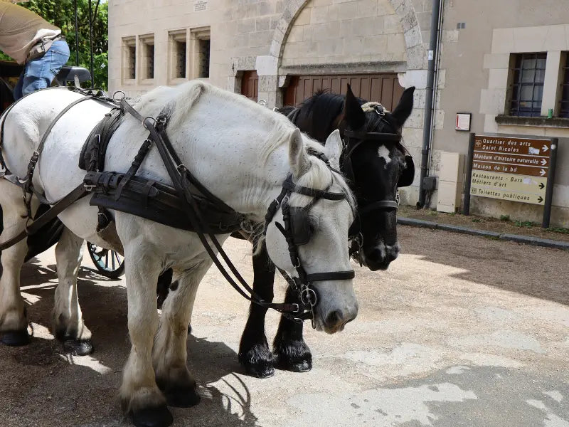 Drafthorse pulling a cart