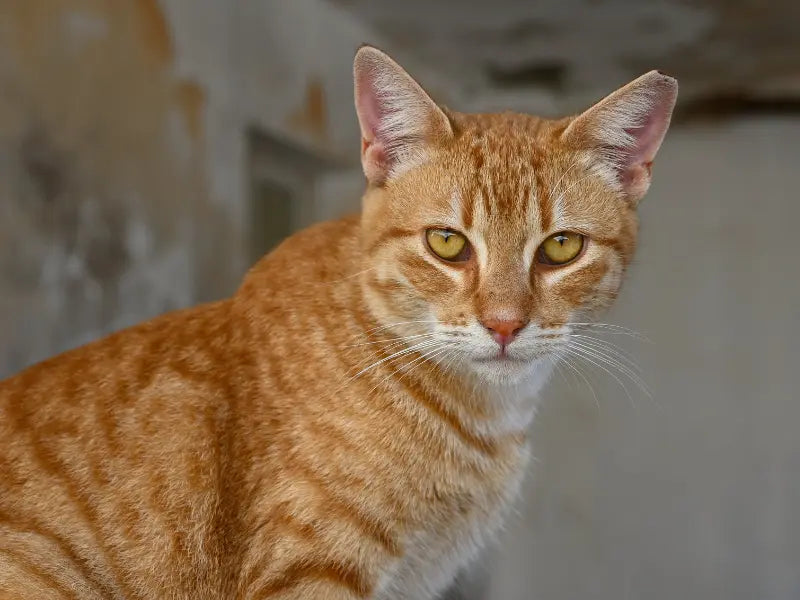 Ginger cat