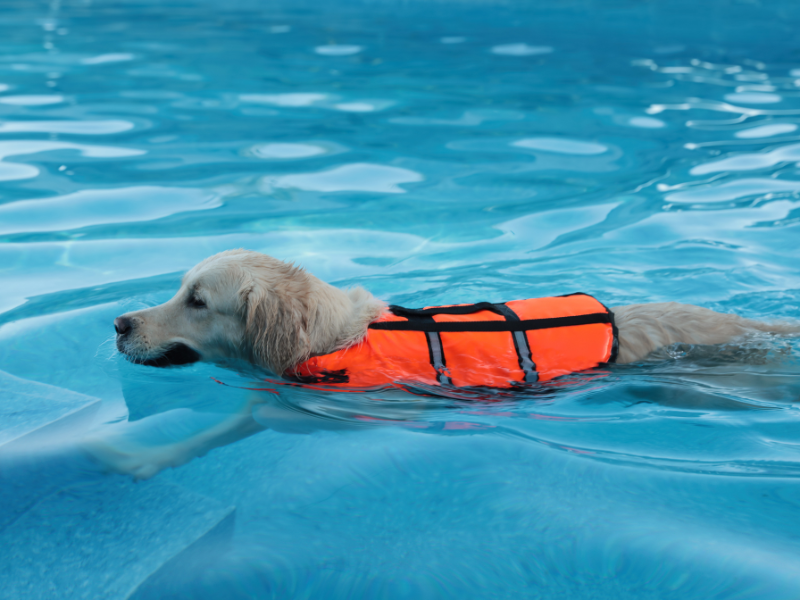 Dog swimming in a pool wearing an orange life jacket.