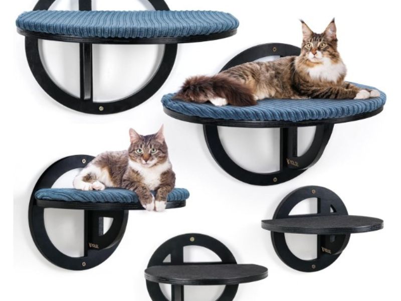 Best Modern Design for Large Cats