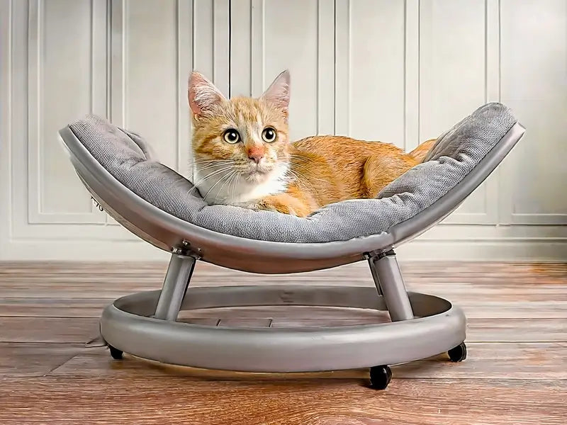 an orange and white cat on an elevated cat bed (gray bed on a metal stand))
