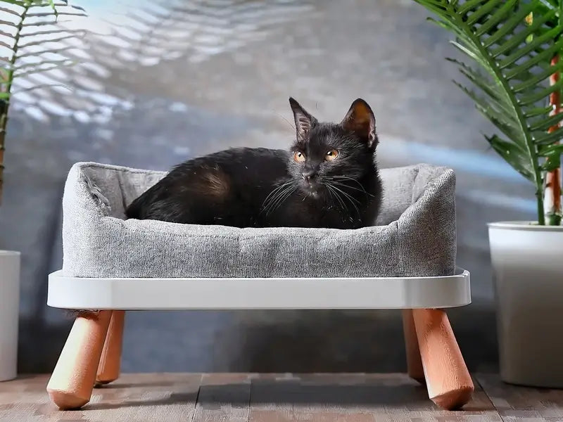 A black cat on an elevated pet bed (gray bed on wooden frame)