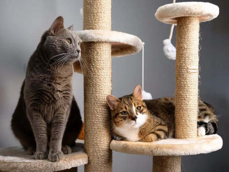 two cats in a cat tree. The gray cat is sitting and the calico cat is laying, both on perches.