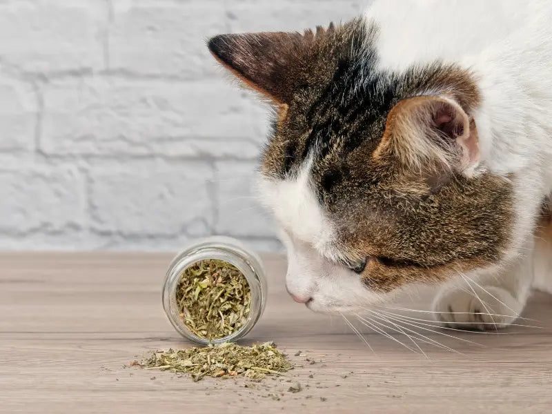 cat and catnip