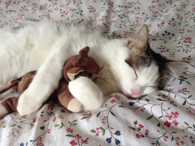 cat sleeping soundly