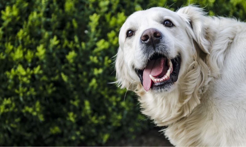 Happy white dog (headshot) with its tongue out and bright white teeth showing