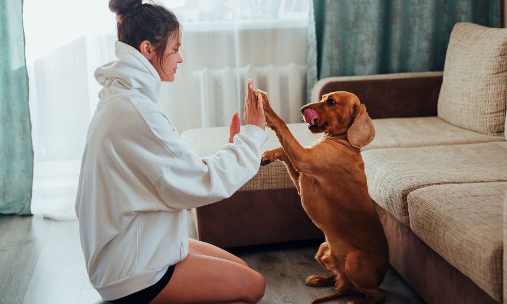chill dog high-fiving its owner