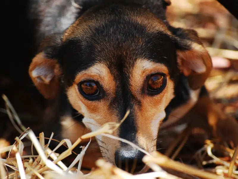 puppy getting anxious
