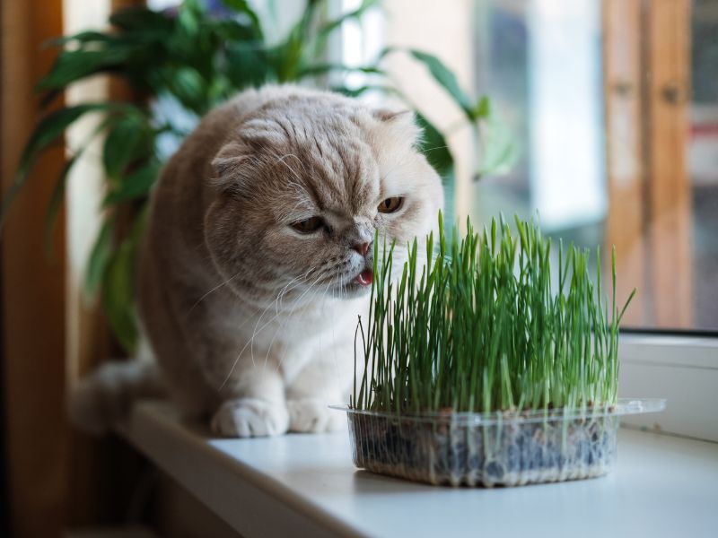 taking catnip