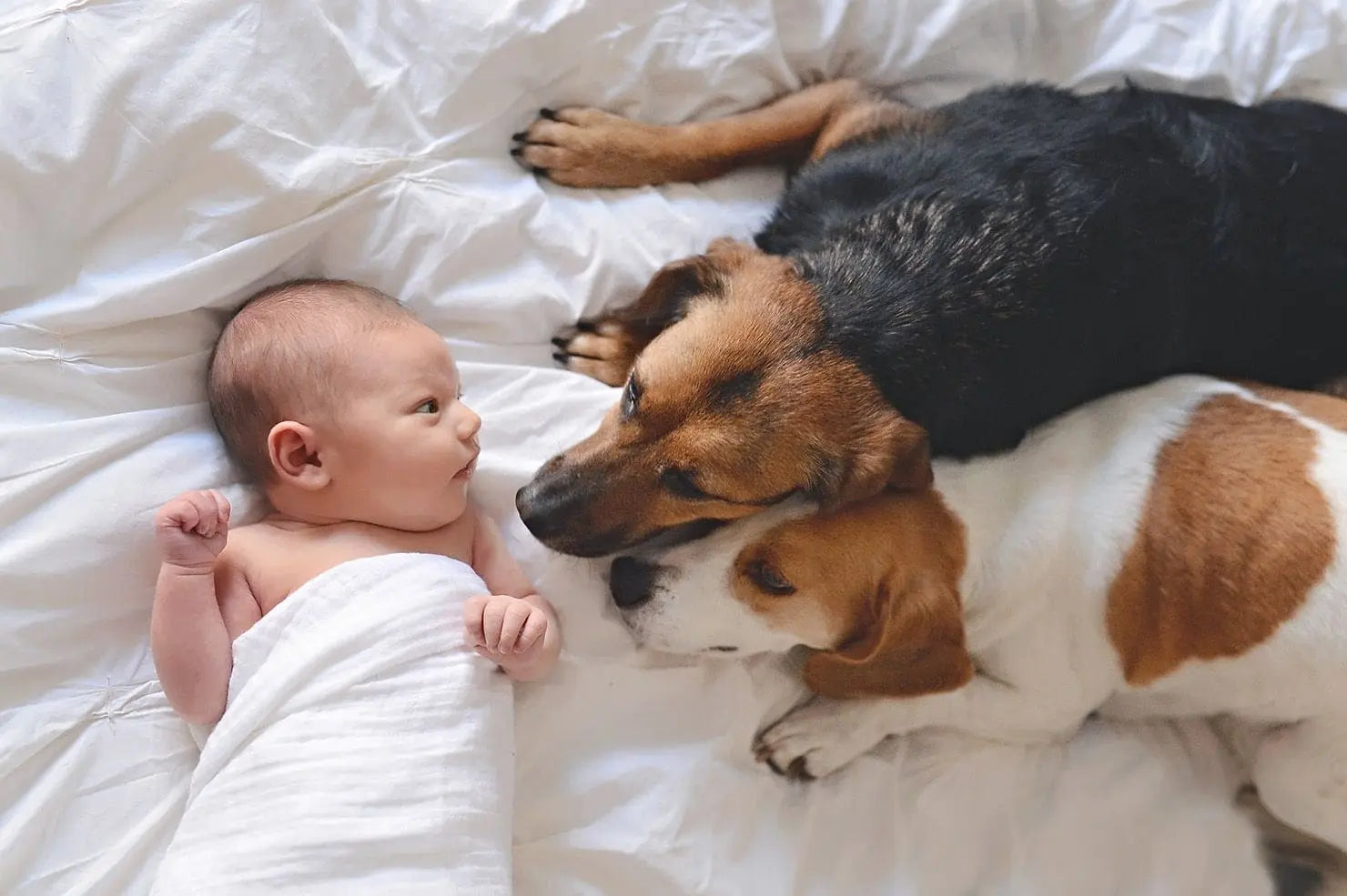 赤ちゃんと犬が一緒に暮らすメリット