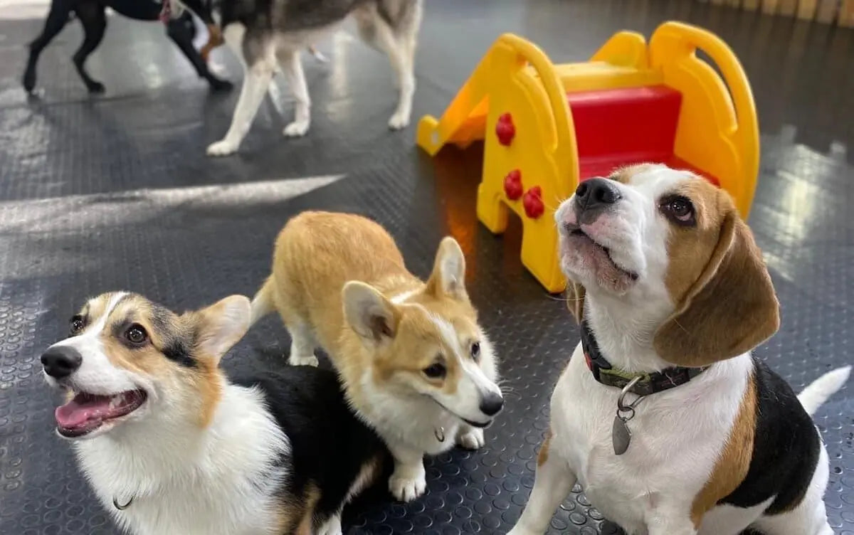 犬たちが遊んでる