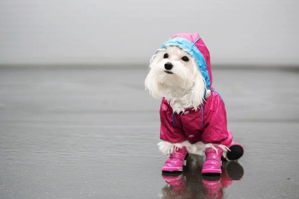 雨の日散歩の実践テクニック