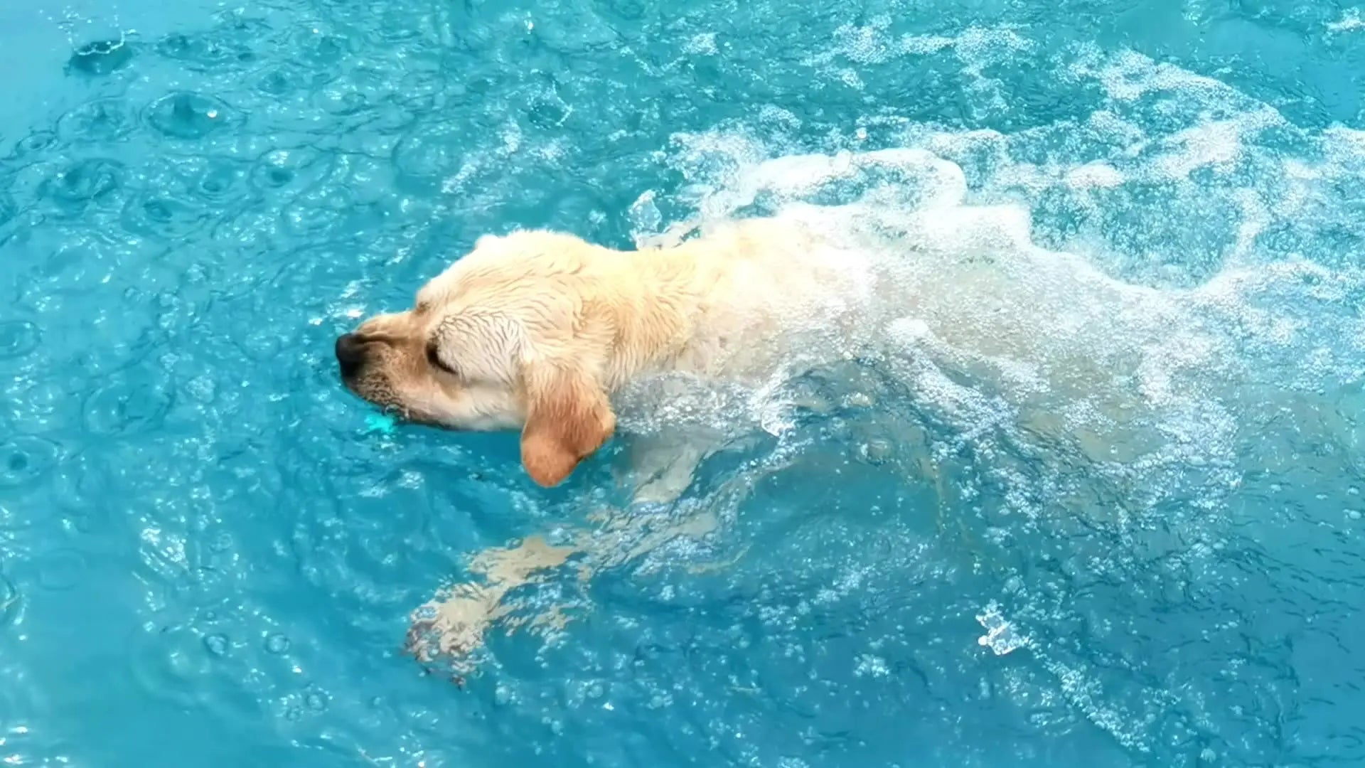 犬がプールで遊ぶ
