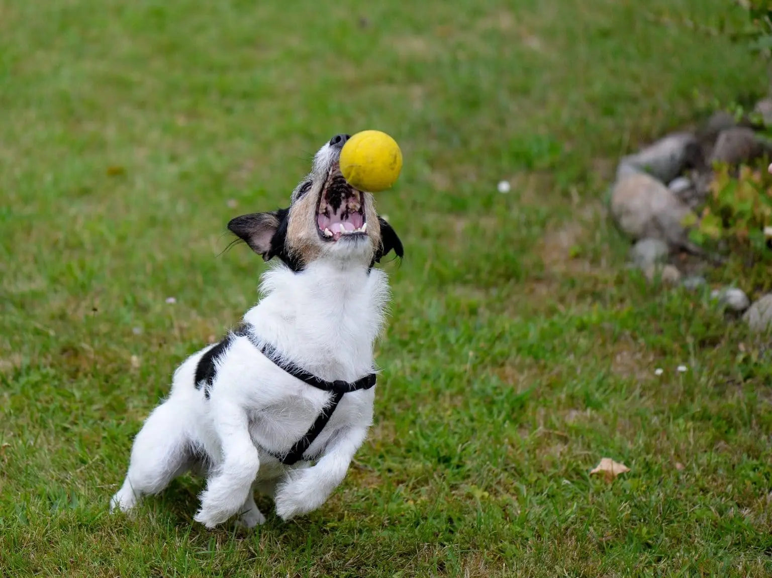 犬の屋外遊び