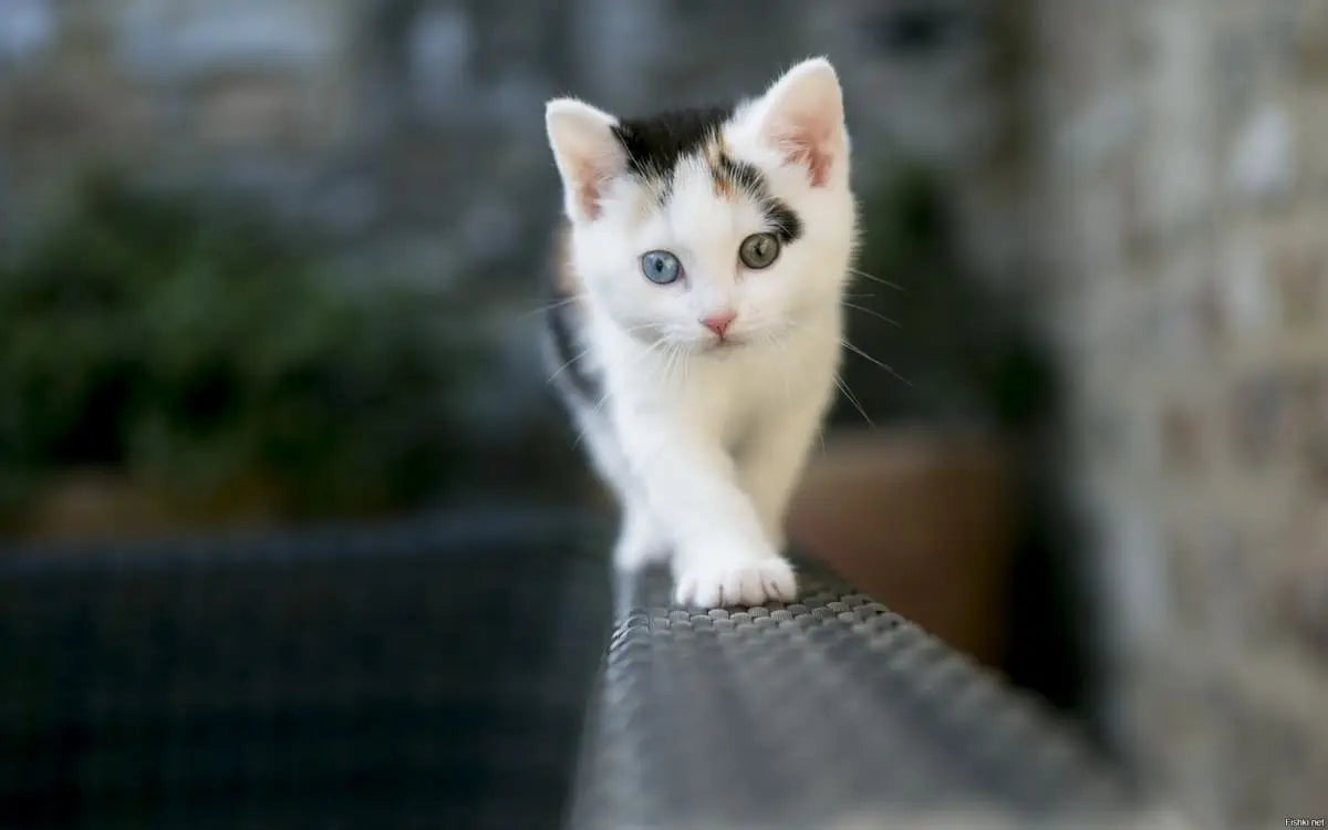 子猫