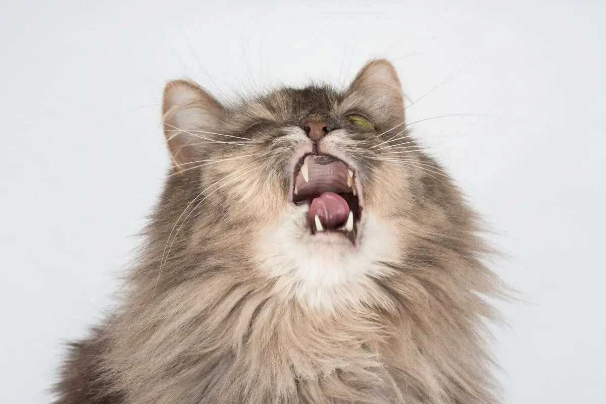 猫のくしゃみ予防