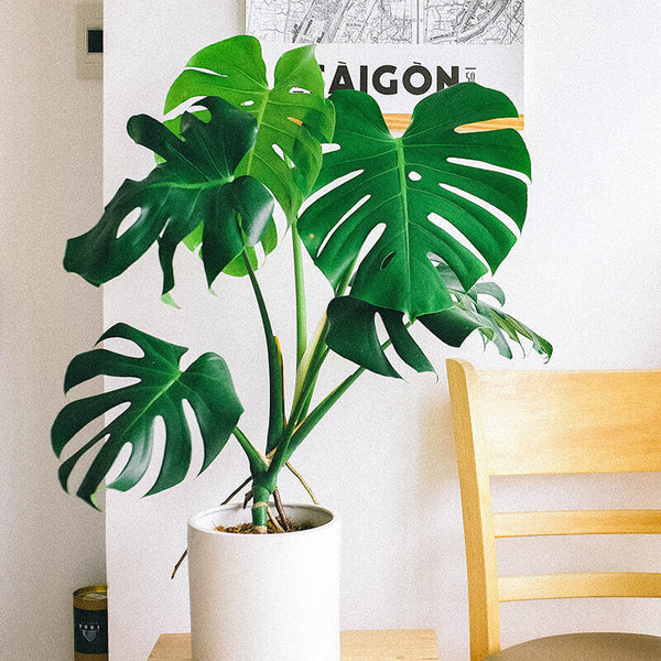 Sprinkle Club - A monstera plant in a modern looking home