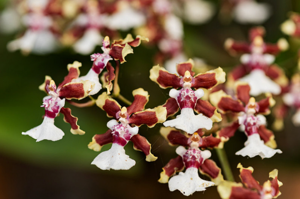 Oncidium Sharry Baby