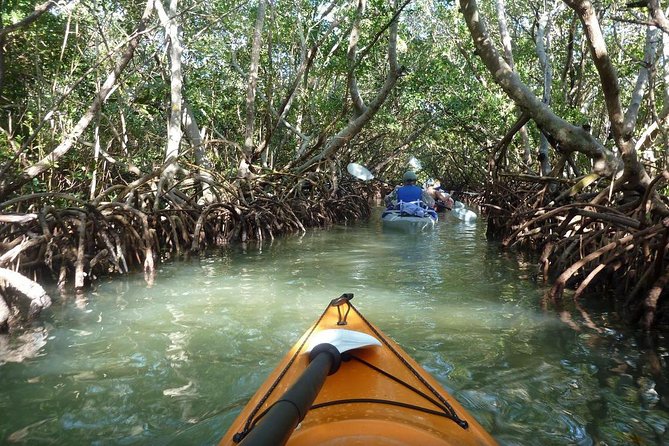 Mangrove Kayaking Tour