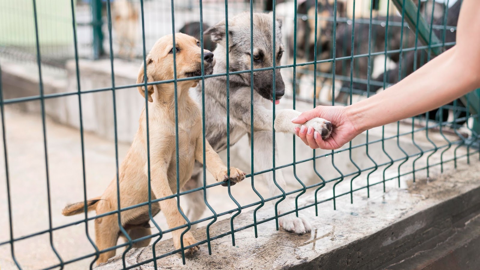 Volunteering in animal shelters in Dubai | Wondergifts