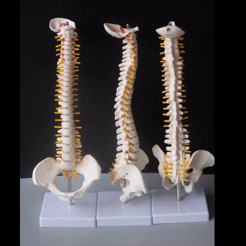 Spine and Pelvis Model (44 cm)