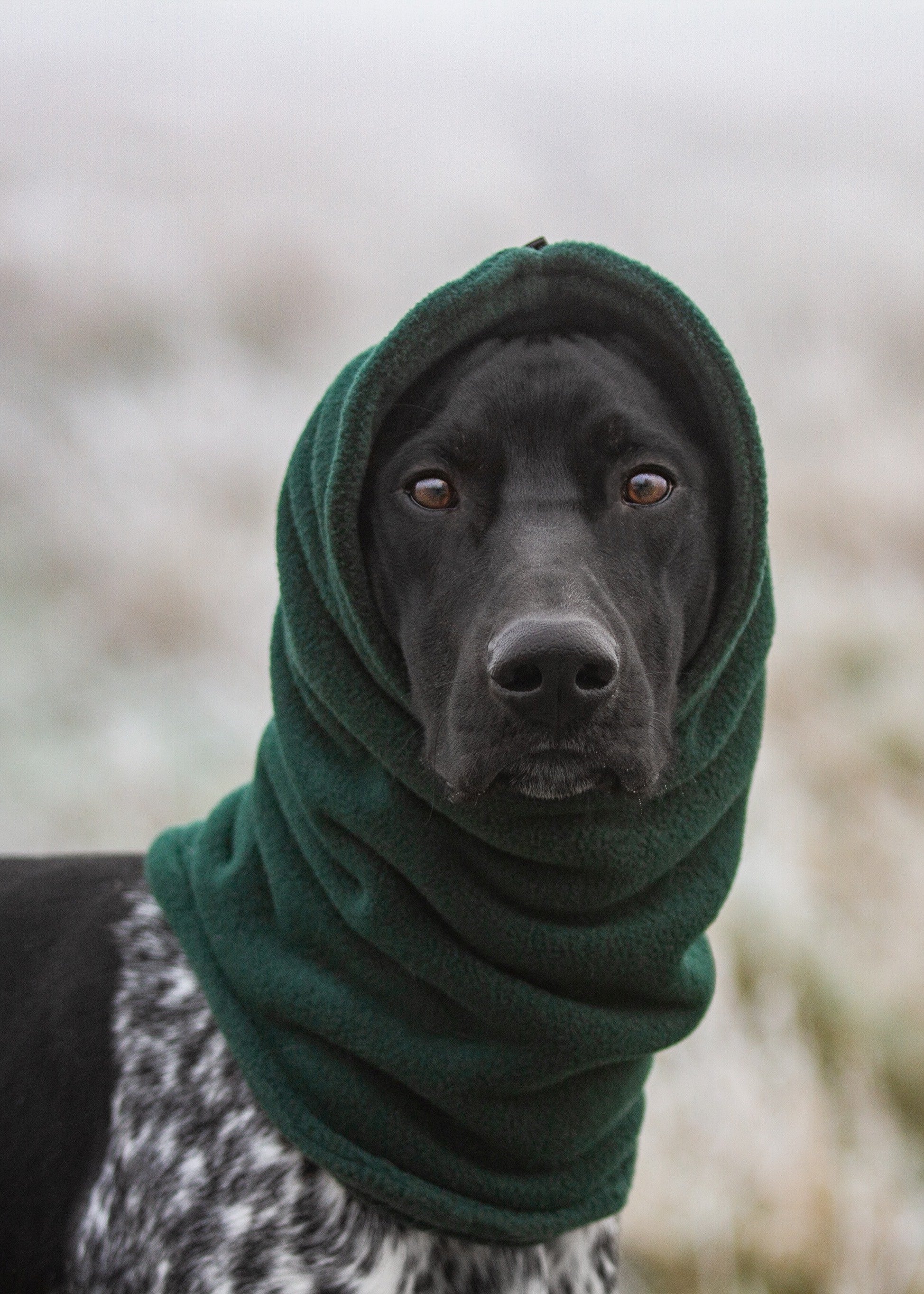 snood dogs